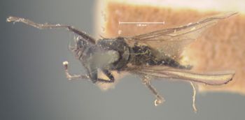 Media type: image;   Entomology 13077 Aspect: habitus dorsal view